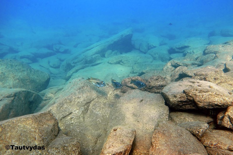 Petrochromis sp. 'kasumbe' Halembe